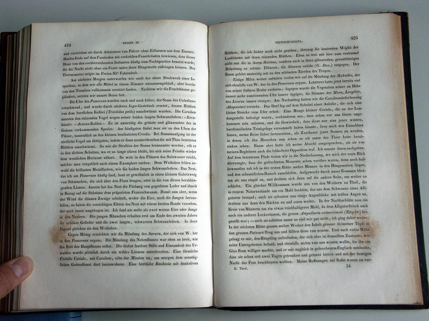 ZZ-RISC48,S.424 Trochilus pella und Kariben-Dorf Akupautari